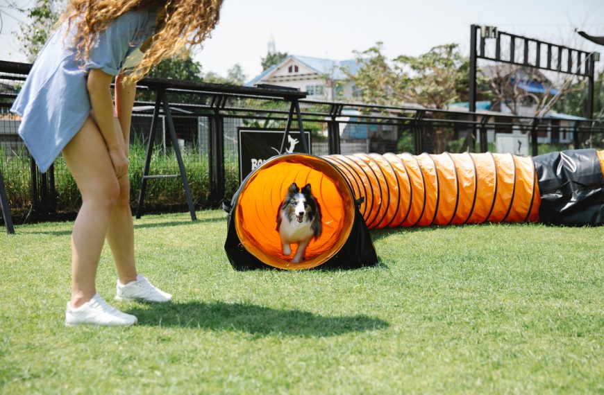 Environmental Enrichment for Pets: Enhancing Well-being and Strengthening Bonds