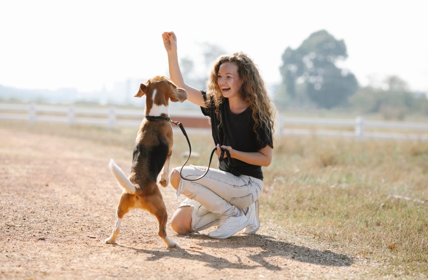 Professional Dog Training Services; Unlocking the Potential of Canine…
