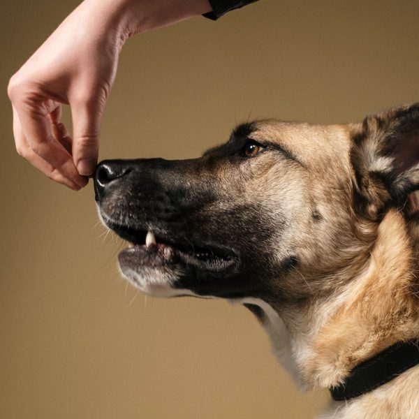 Positive Reinforcement vs. Punishment: A Comprehensive Analysis in Dog Training