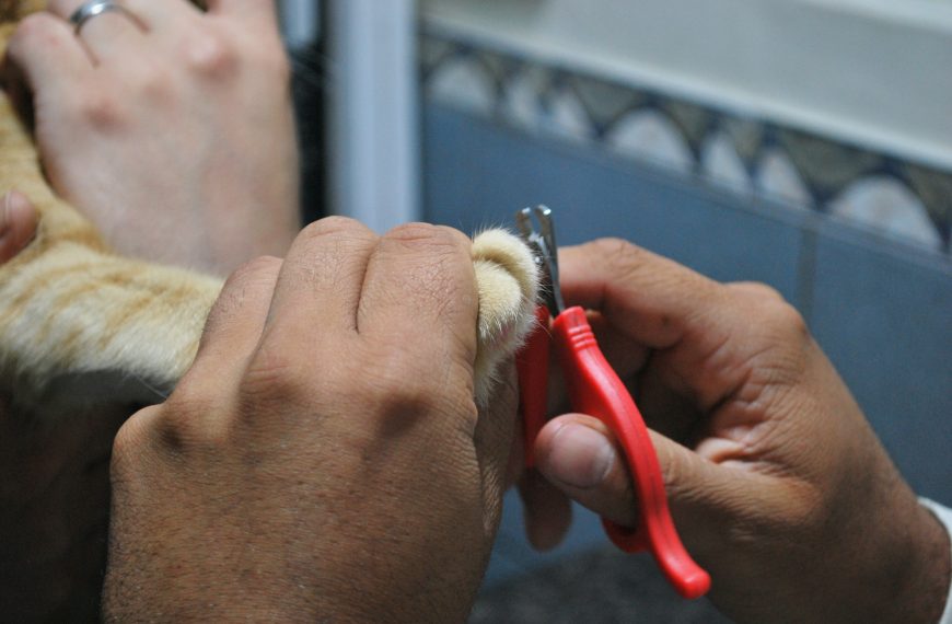 Nail and Paw Maintenance for Pets: A Comprehensive Guide…