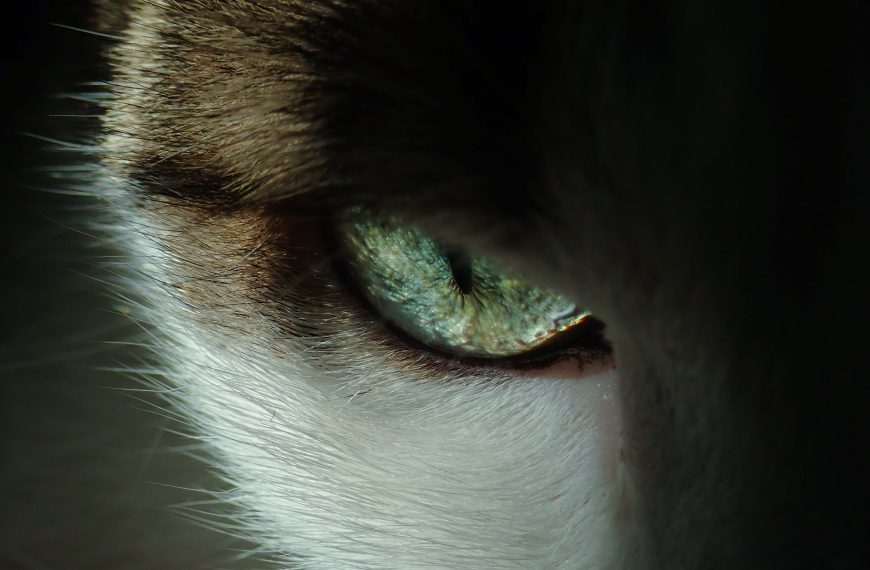 Ear and Eye Care for Pets: Ensuring the Well-Being…