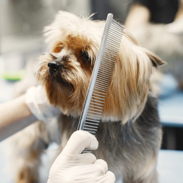 Grooming for Different Dog Breeds: Customized Care for Canine Well-Being