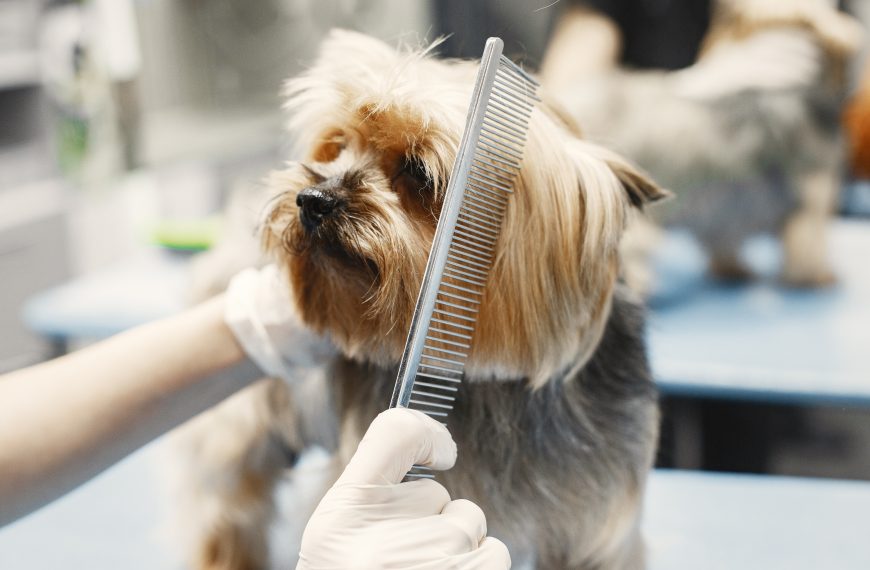 Grooming for Different Dog Breeds: Customized Care for Canine…