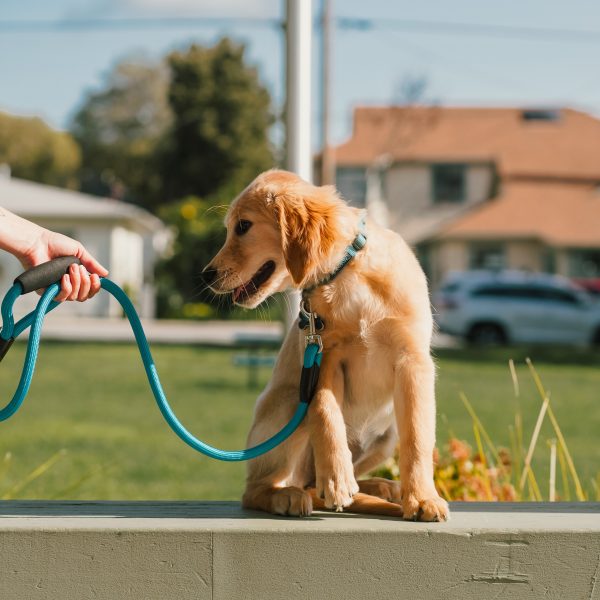 Leash Recall; Strengthening the Bond with Your Furry Friend