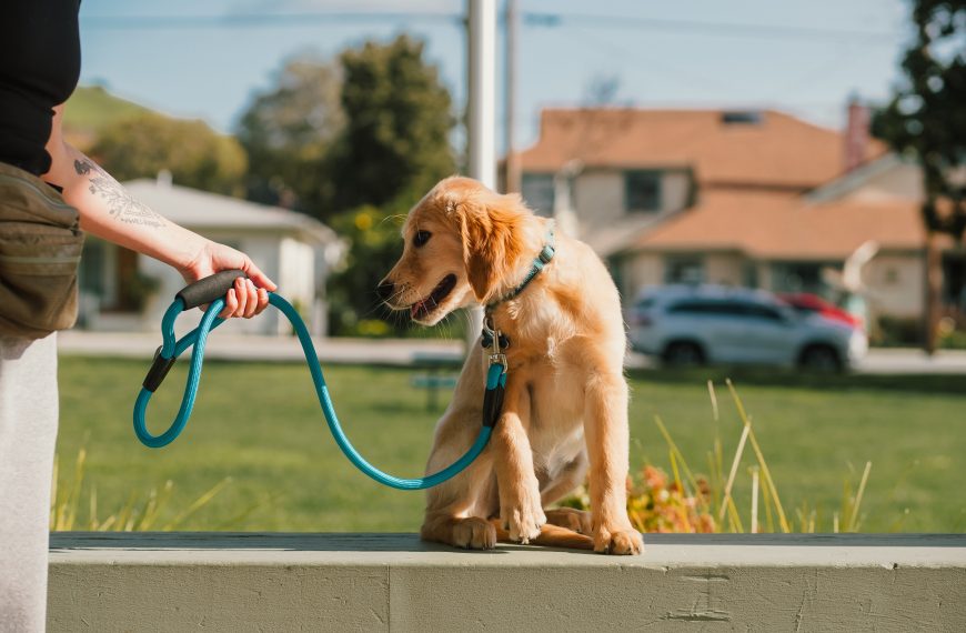 Leash Recall; Strengthening the Bond with Your Furry Friend