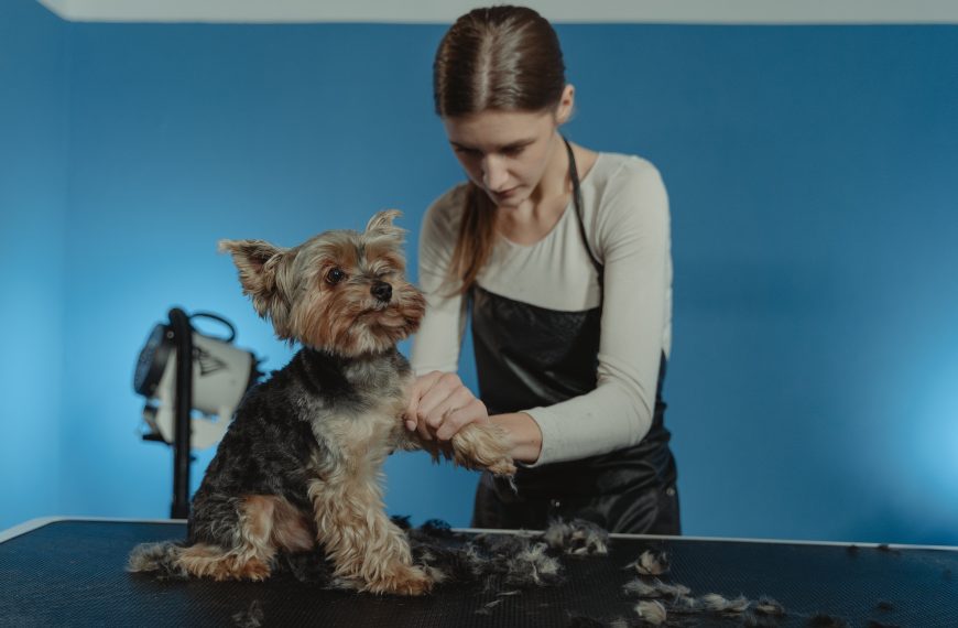 Tips for Handling Pets During Grooming: Ensuring Comfort and…
