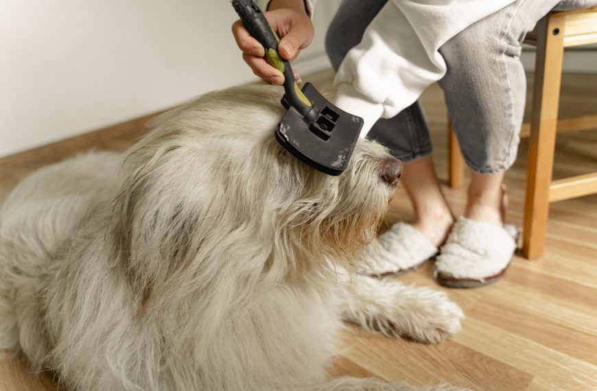 Pet Grooming: Strengthening Connections Through Bonding Time