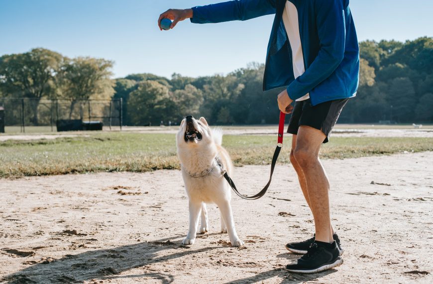 The Basics of Training Your Dog: Establishing a Solid…