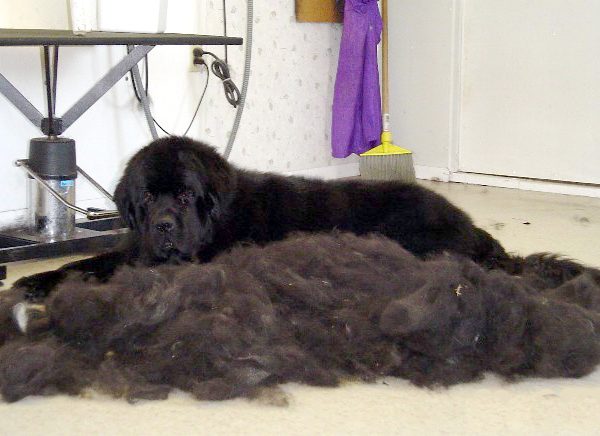 Managing Pet Hair, in Your Home: The Skill of Deshedding