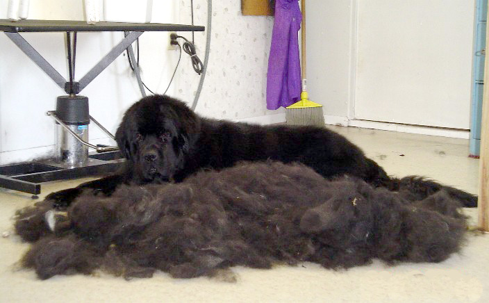 Managing Pet Hair, in Your Home: The Skill of…