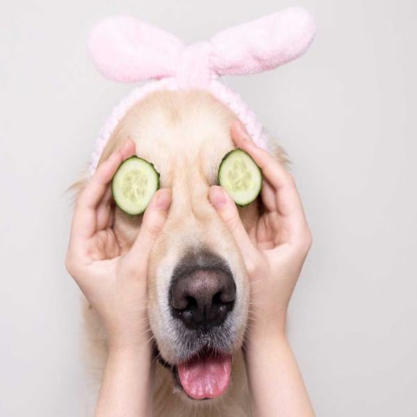 Spoiling Your Furry Friends; Homemade Ideas, for a Relaxing Spa Day for Dogs and Cats