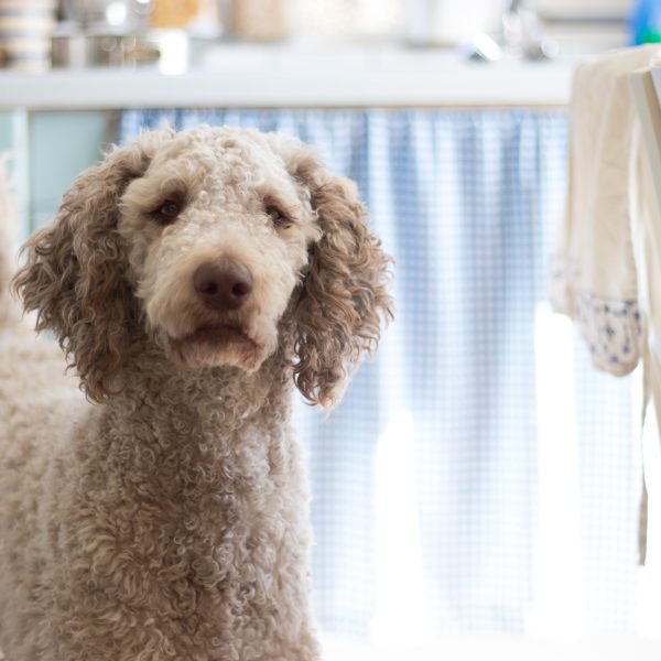 Grooming Tips for Anxious Pets: Creating a Calming Environment