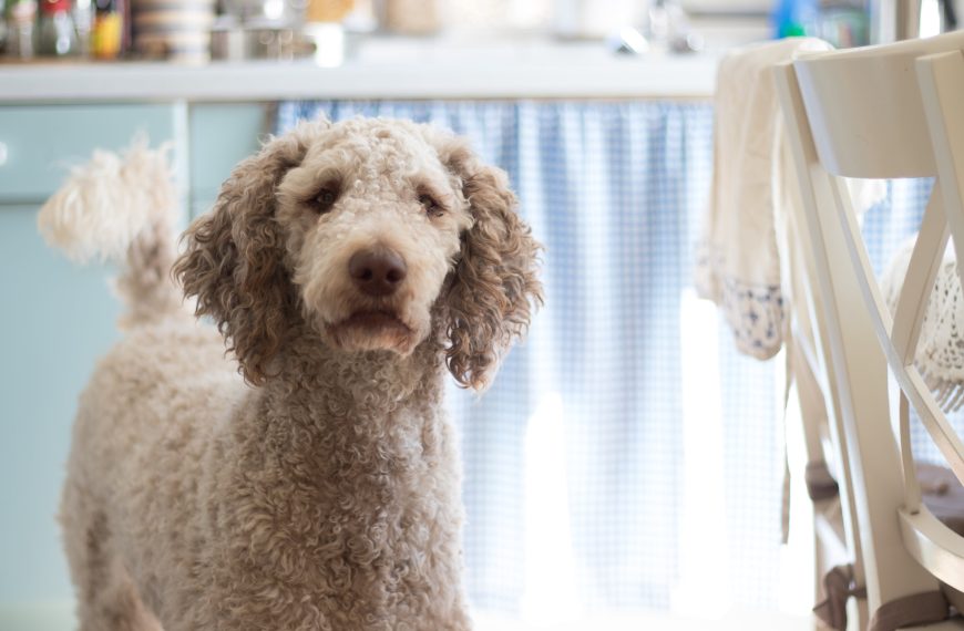 Grooming Tips for Anxious Pets: Creating a Calming Environment