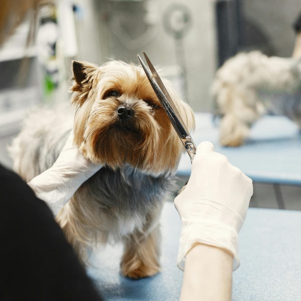 Taking Care of Your Pet: A Guide to DIY Grooming