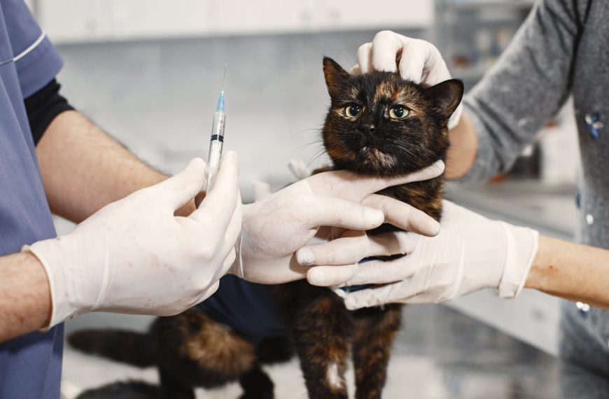 Vaccination Schedules for Dogs and Cats: Securing a Lifetime…