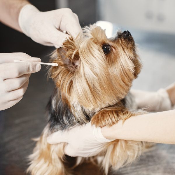 The Significance of Regularly Cleaning Your Pets Ears for Their Health and Happiness