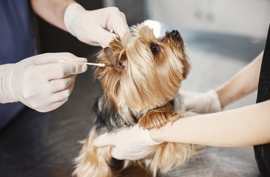 The Significance of Regularly Cleaning Your Pets Ears for…
