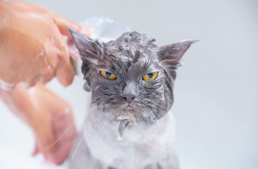 An Easy, to Follow Guide to Bathing Your Pet…