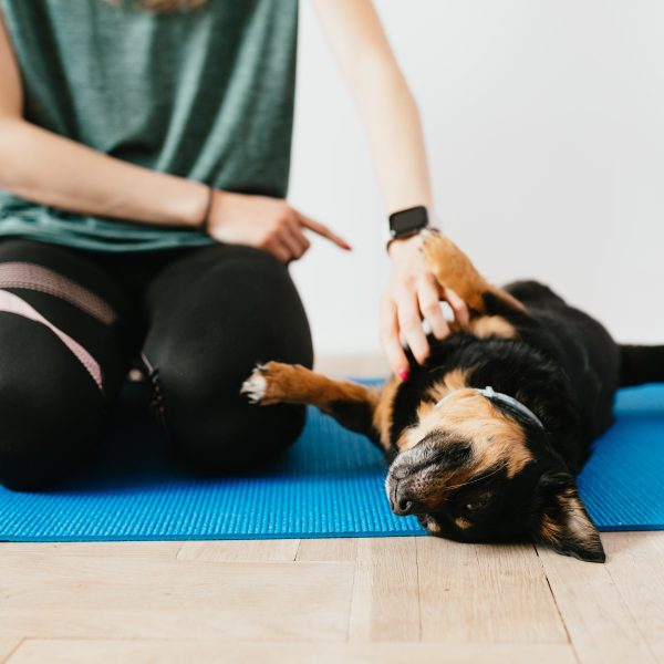 Transforming Your Dog into a Polite and Obedient Companion: A Guide to Basic Obedience Training