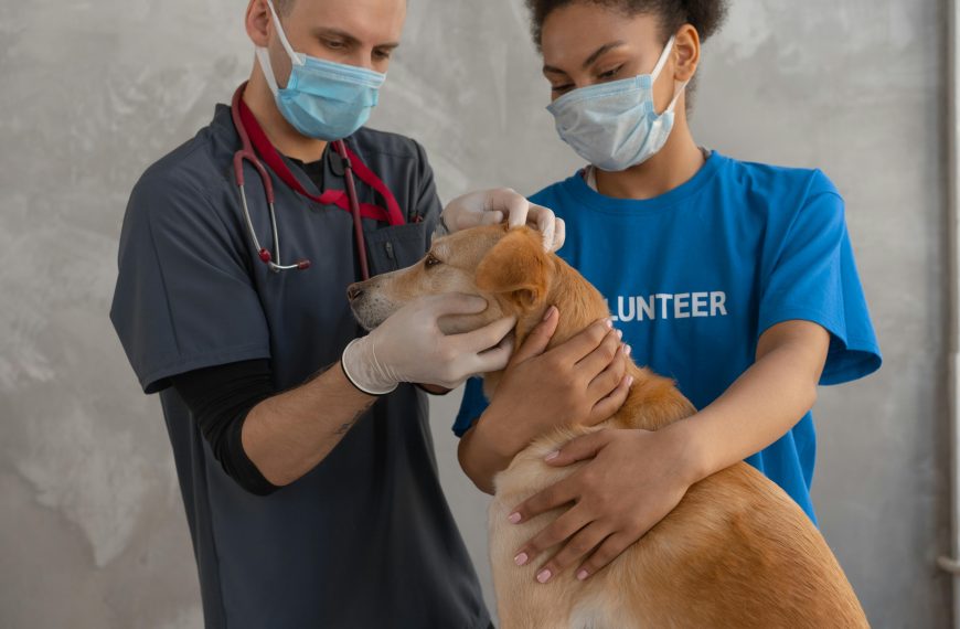The Importance of Regular Vet Check-ups for Your Pet’s…