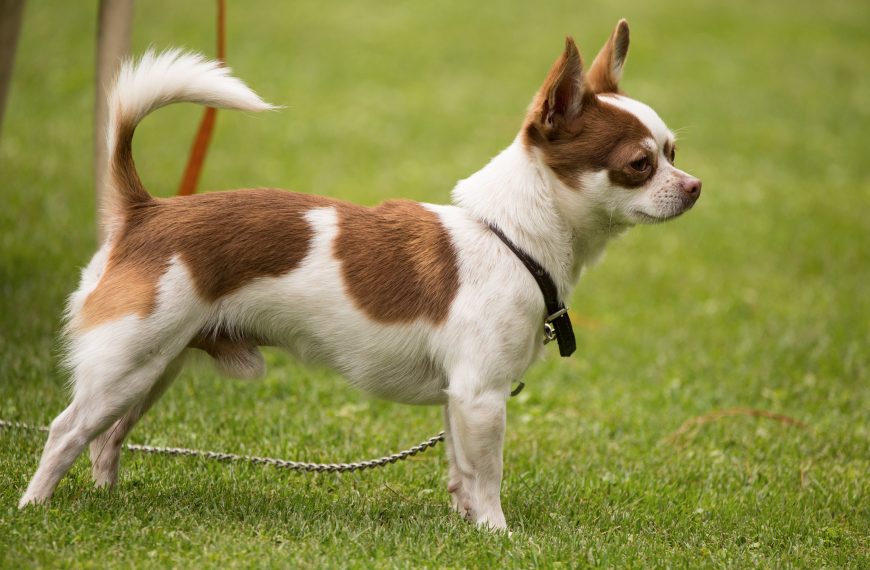 Understanding How Dogs Communicate; Essential, for Training