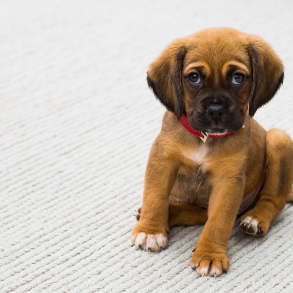 The Complete Guide to Training Your New Puppy: From the Basics to Commands