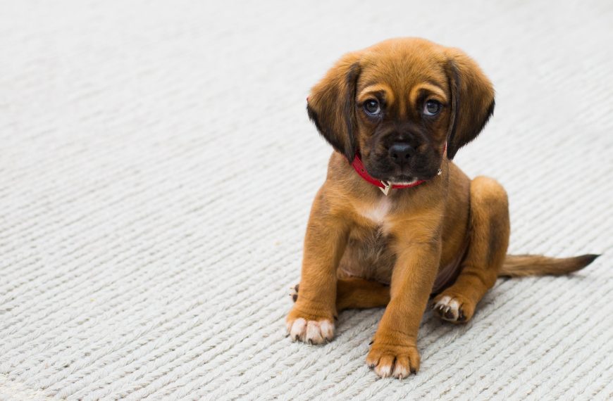 The Complete Guide to Training Your New Puppy: From…