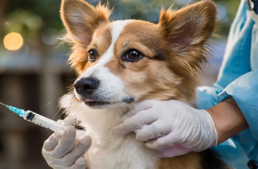 Understanding the Importance of Pet Vaccinations and Their Benefits