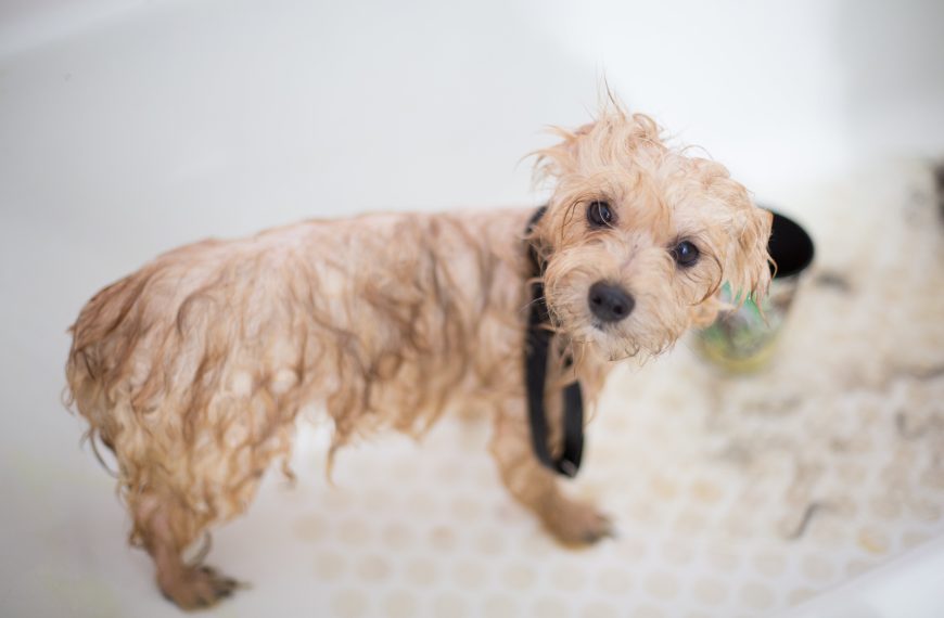 The Complete Guide, to Giving Your Dog a Bath;…