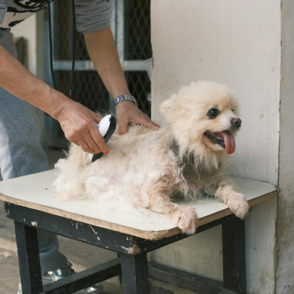 DIY Pet Care; Simple Steps for Grooming Your Pet at Home