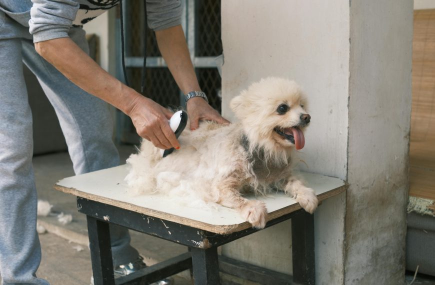 DIY Pet Care; Simple Steps for Grooming Your Pet…
