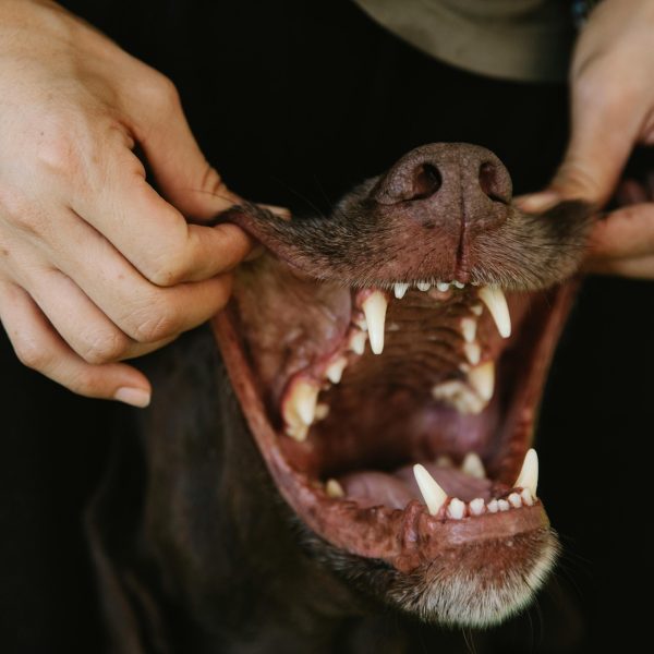 Pet Dental Problems and How to Keep Them at Bay