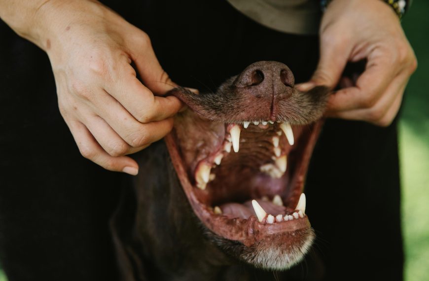 Pet Dental Problems and How to Keep Them at…