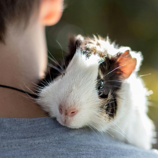 Training Small Pets: Birds, Hamsters, and Guinea Pigs