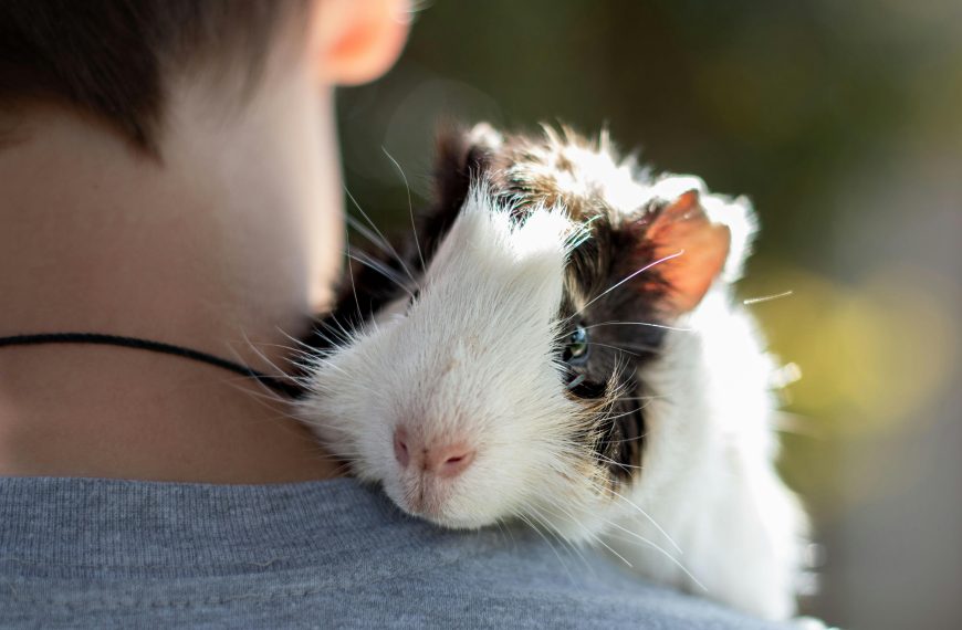 Training Small Pets: Birds, Hamsters, and Guinea Pigs