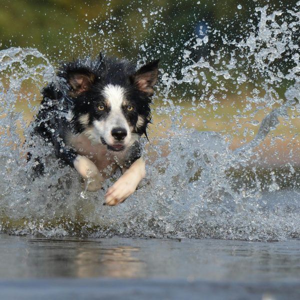 Taking Care of Your Beloved Pets’ Well Being: The Advantages of Physical Activity and Ways to Keep Them Engaged