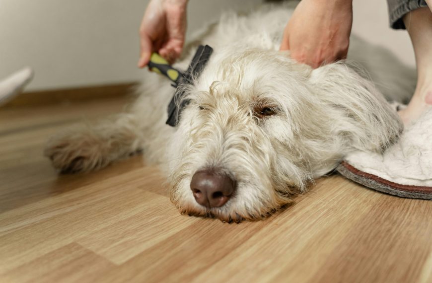 The Art of Grooming: Ensuring Your Pet’s Fur is…