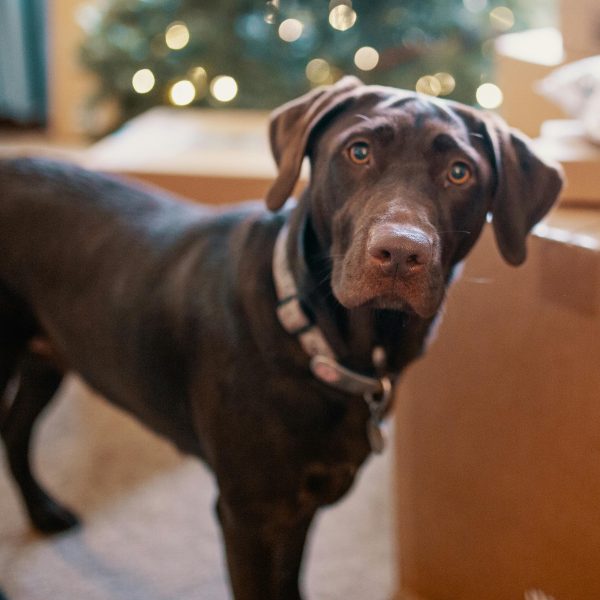 Understanding the body language of dogs