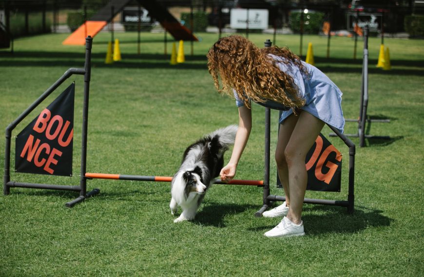 Advanced Training for Agility; Enhancing Your Dogs Skills to…