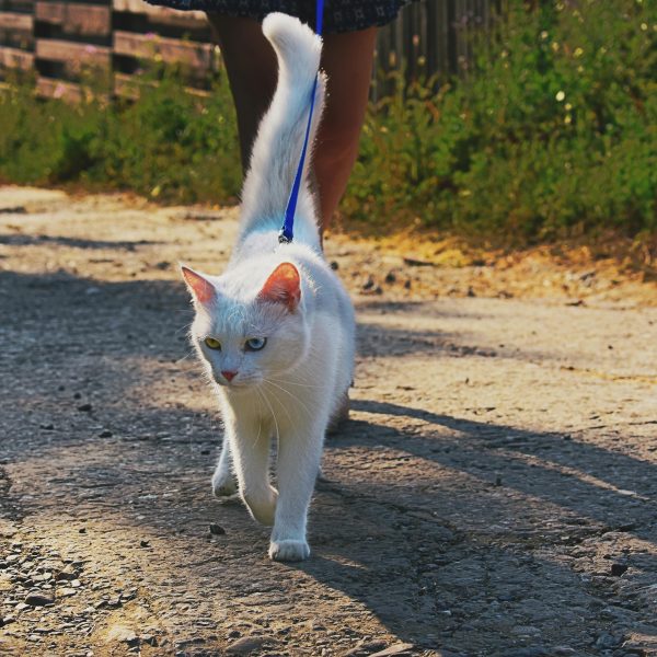 Teaching Cats to Walk on a Leash; A Guide with Step by Step Instructions