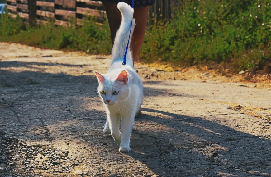 Teaching Cats to Walk on a Leash; A Guide…