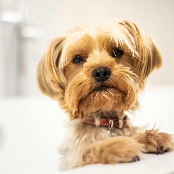 Pet Grooming Safety; Tips, for a Calm and Relaxing Experience