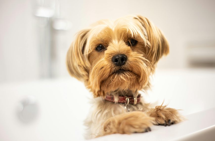 Pet Grooming Safety; Tips, for a Calm and Relaxing…