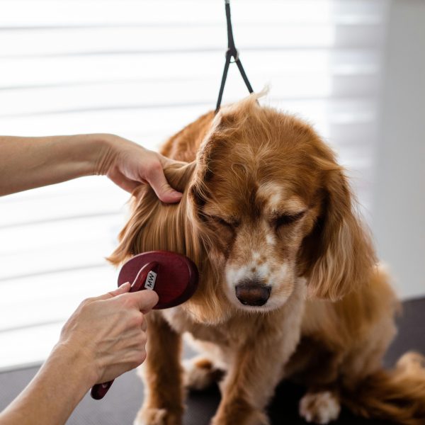 The Art of Managing Pet Odors; Techniques, for Grooming