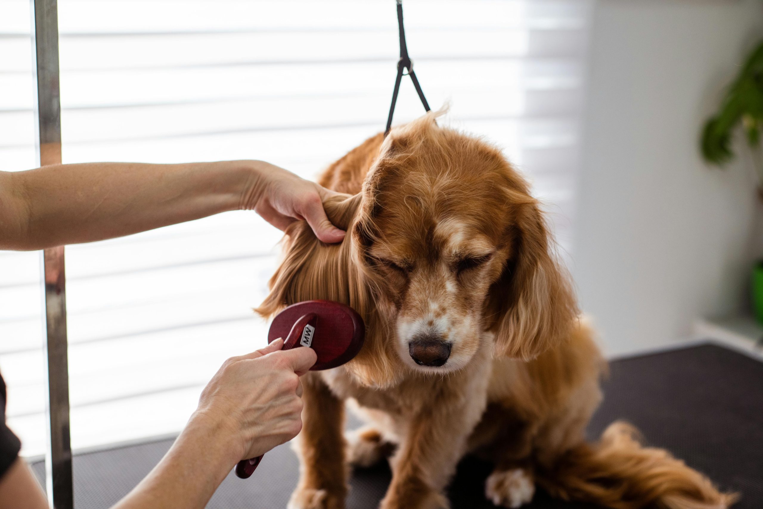 The Art of Managing Pet Odors; Techniques, for Grooming