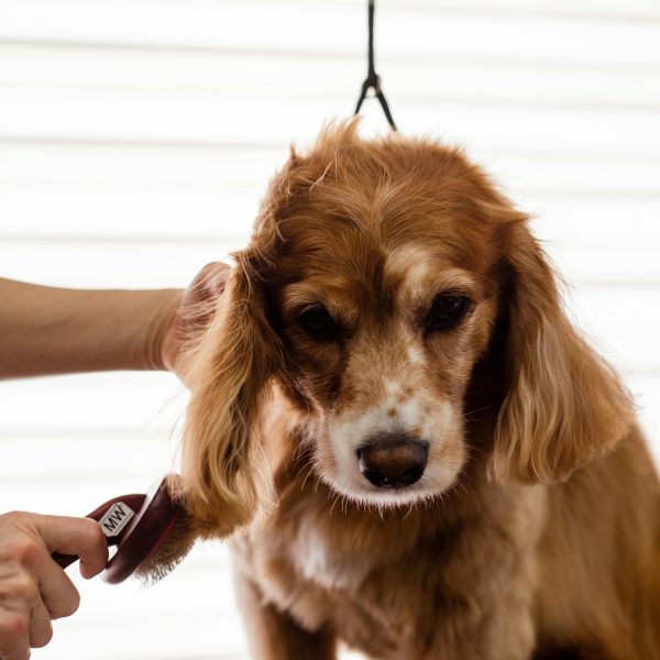 Grooming Techniques for Various Dog Breeds: Customizing Your Care