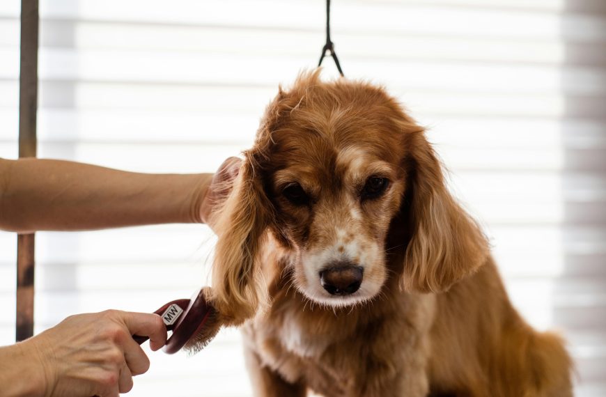 Grooming Techniques for Various Dog Breeds: Customizing Your Care