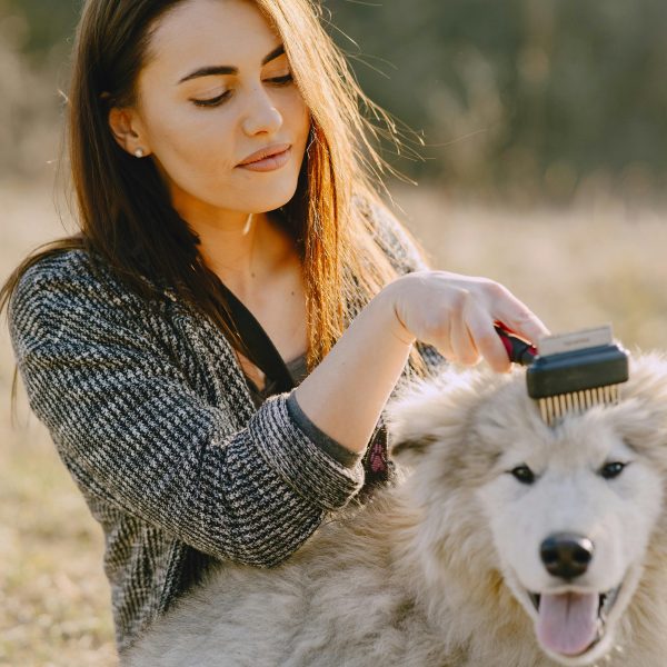 Senior Pet Grooming Rituals: Things to Consider