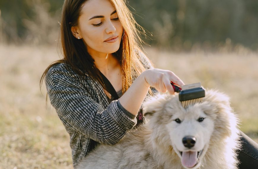 Senior Pet Grooming Rituals: Things to Consider