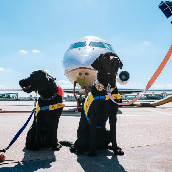 Tips for Traveling with Pets: Keeping Them Safe and Comfortable